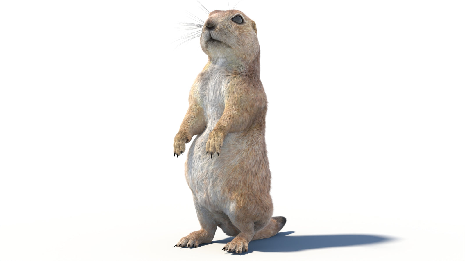 Rigged Prairie Dog 3D Model Fur 360° view 2 frame 35