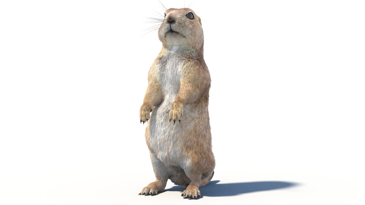 Rigged Prairie Dog 3D Model Fur - 360 Degree View