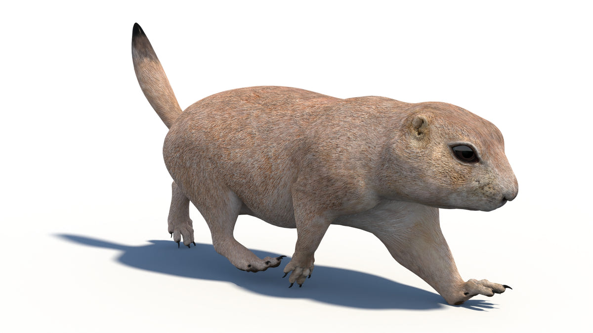 Animated Prairie Dog 3D Model - 360 Degree View
