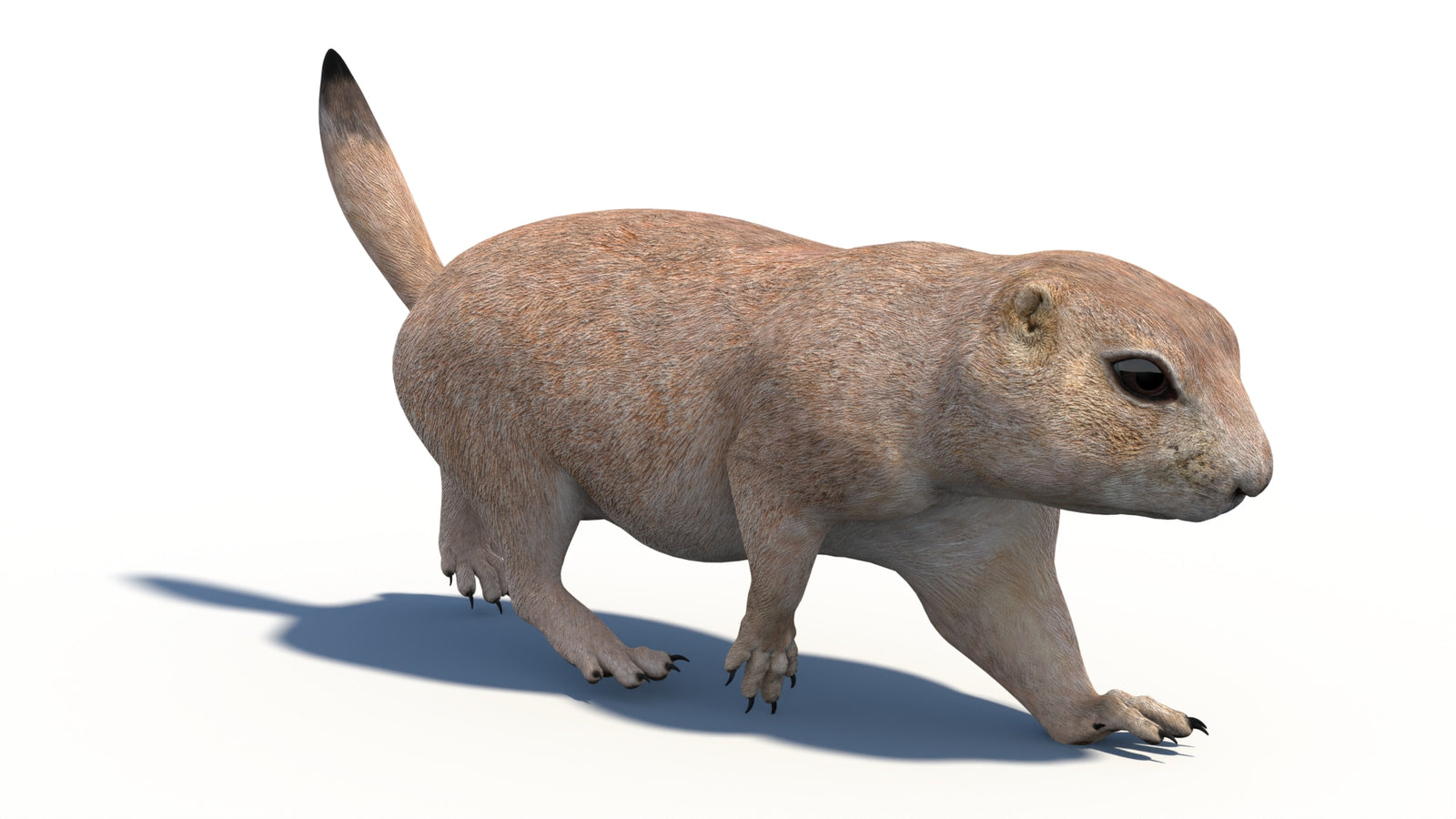 Animated Prairie Dog 3D Model 360° view 3 frame 2