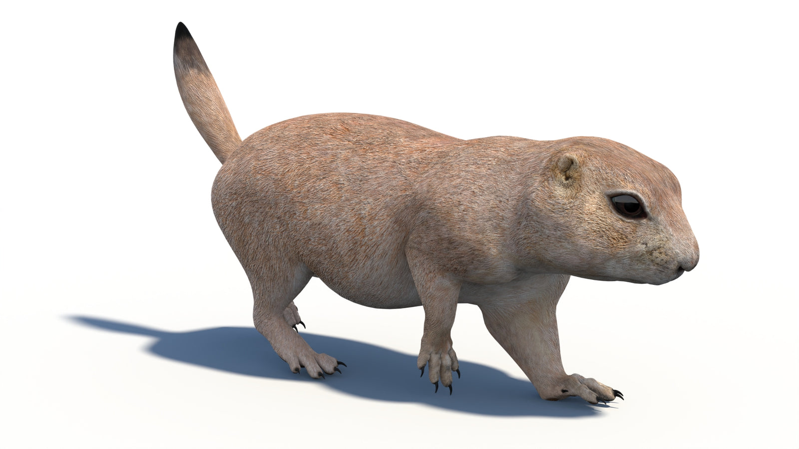 Animated Prairie Dog 3D Model 360° view 3 frame 3