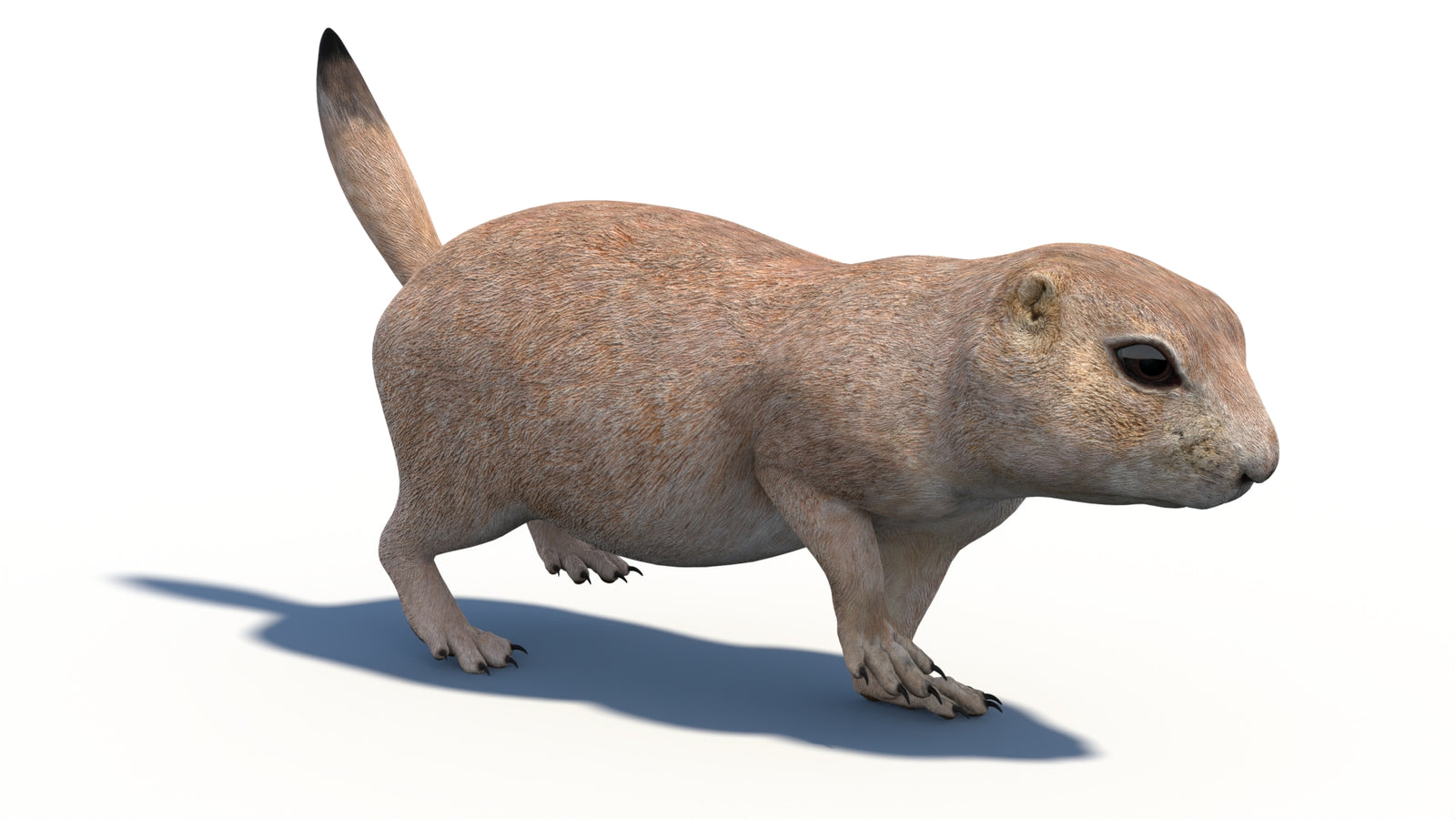 Animated Prairie Dog 3D Model 360° view 3 frame 5