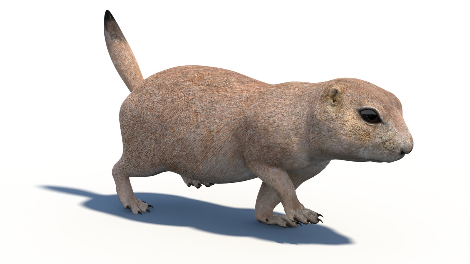 Animated Prairie Dog 3D Model 360° view 3 frame 6