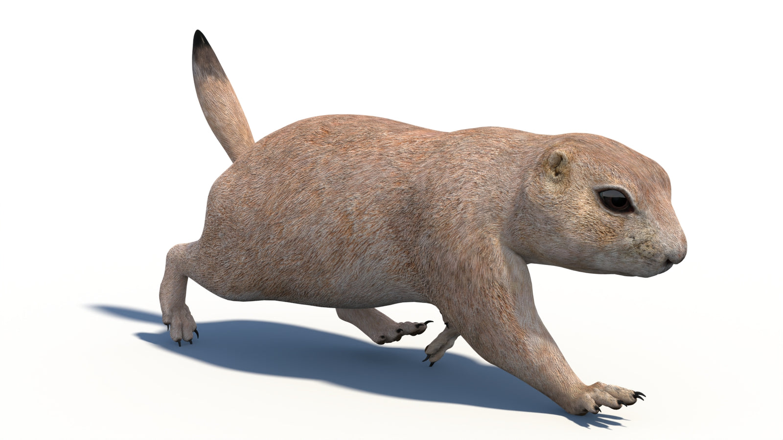 Animated Prairie Dog 3D Model 360° view 3 frame 11