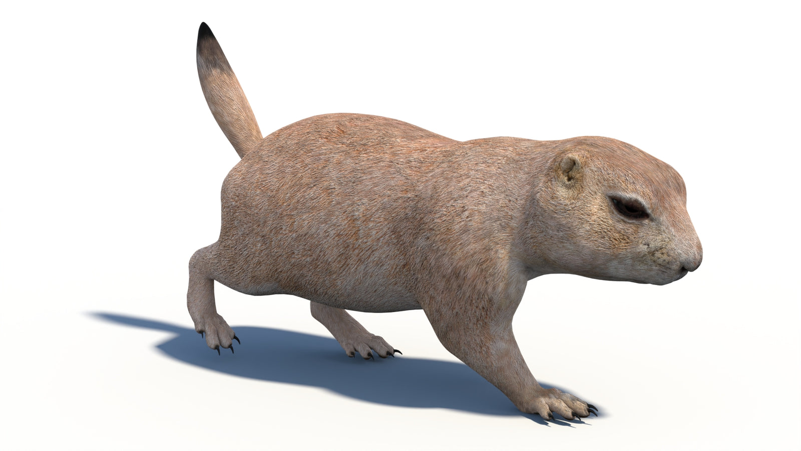 Animated Prairie Dog 3D Model 360° view 3 frame 13