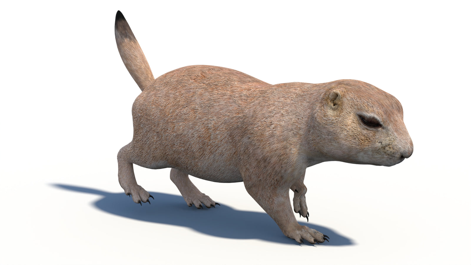 Animated Prairie Dog 3D Model 360° view 3 frame 14