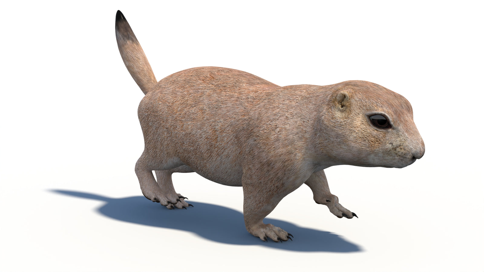 Animated Prairie Dog 3D Model 360° view 3 frame 16