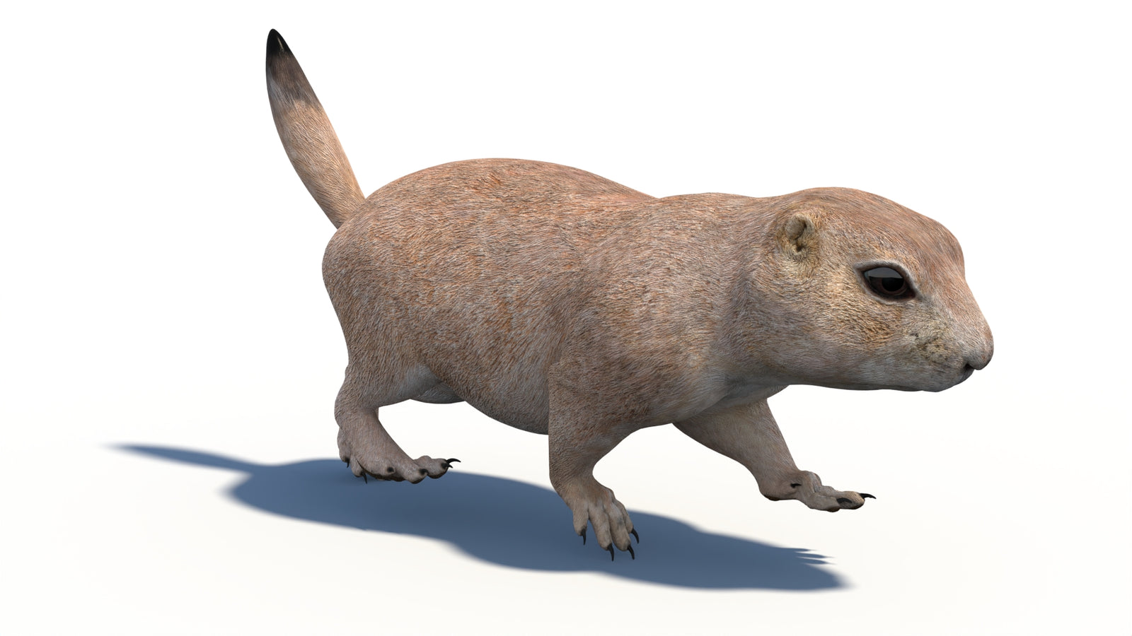 Animated Prairie Dog 3D Model 360° view 3 frame 17