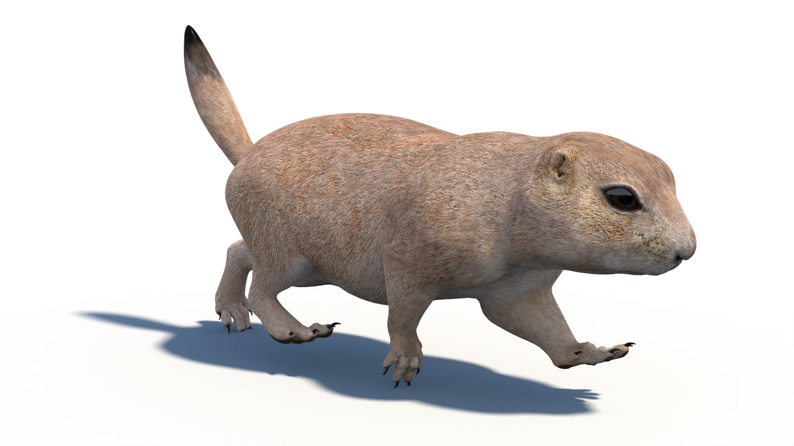 Animated Prairie Dog 3D Model 360° view 3 frame 18