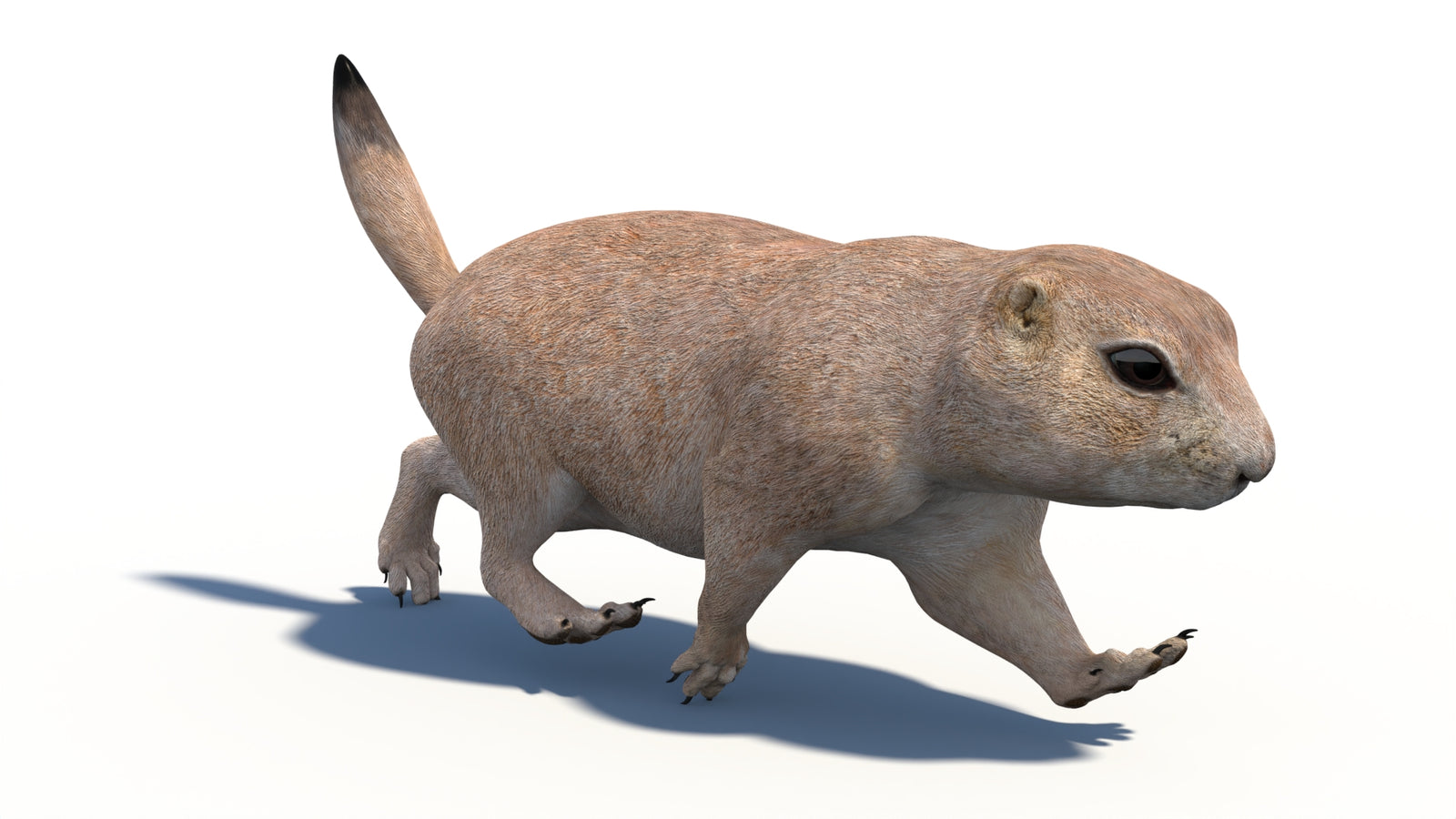 Animated Prairie Dog 3D Model 360° view 3 frame 19