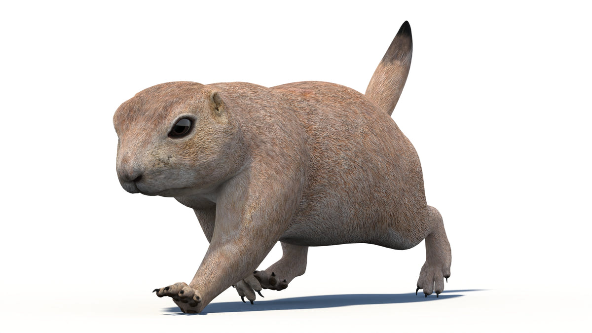 Animated Prairie Dog 3D Model - 360 Degree View