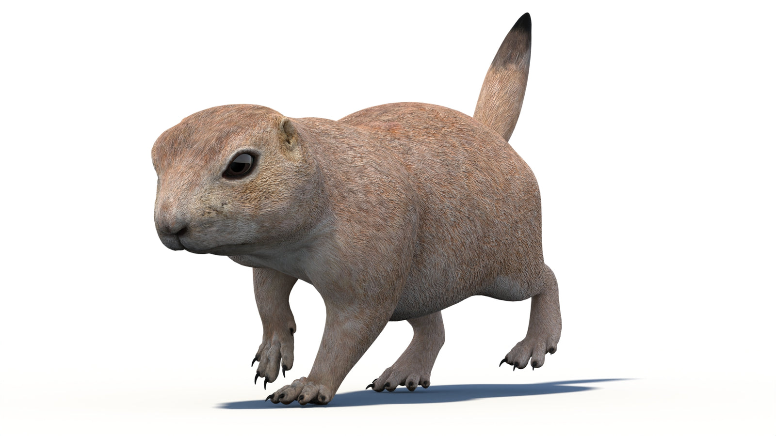 Animated Prairie Dog 3D Model 360° view 4 frame 4