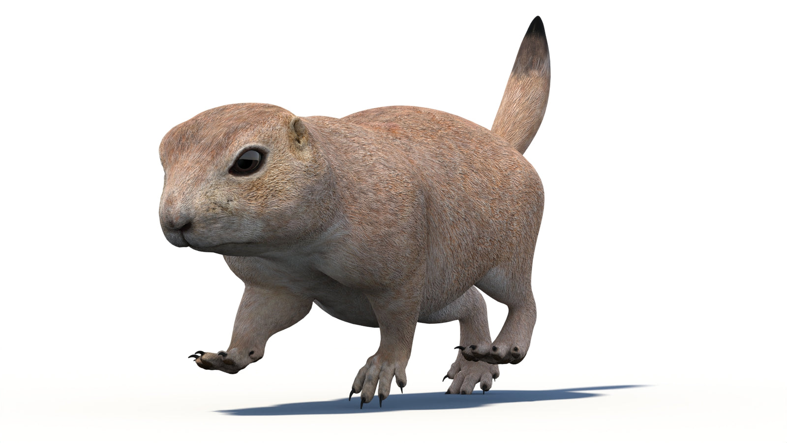 Animated Prairie Dog 3D Model 360° view 4 frame 7