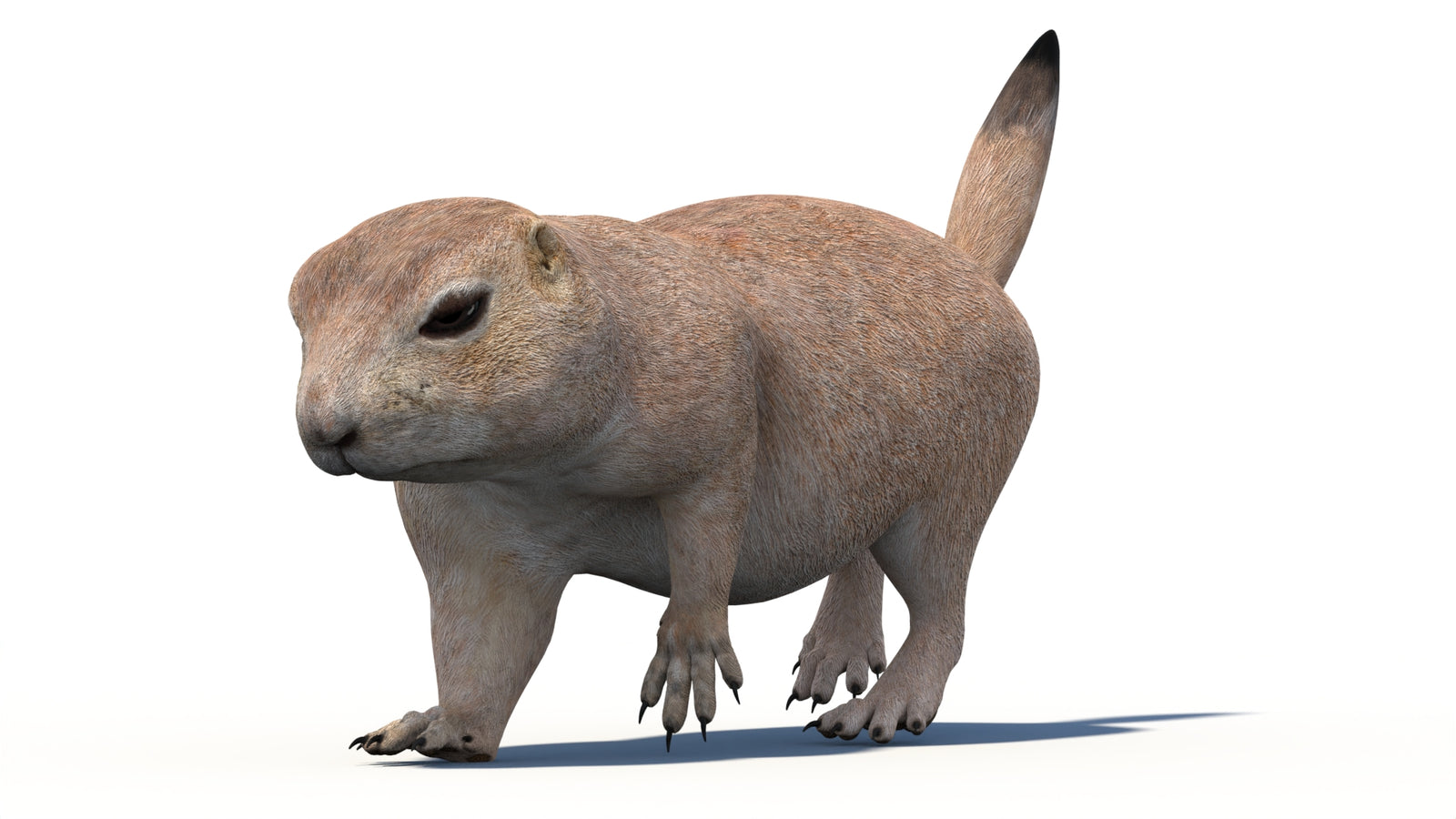 Animated Prairie Dog 3D Model 360° view 4 frame 13