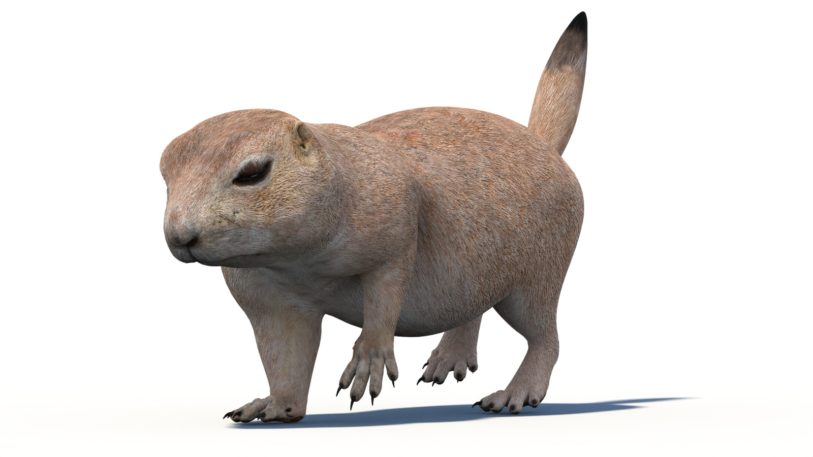 Animated Prairie Dog 3D Model 360° view 4 frame 14