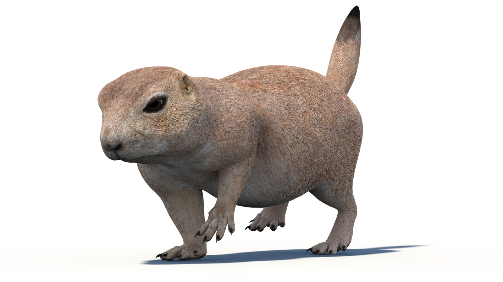 Animated Prairie Dog 3D Model 360° view 4 frame 15