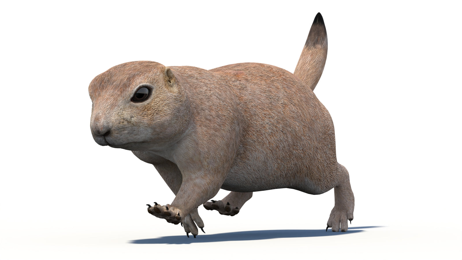 Animated Prairie Dog 3D Model 360° view 4 frame 18
