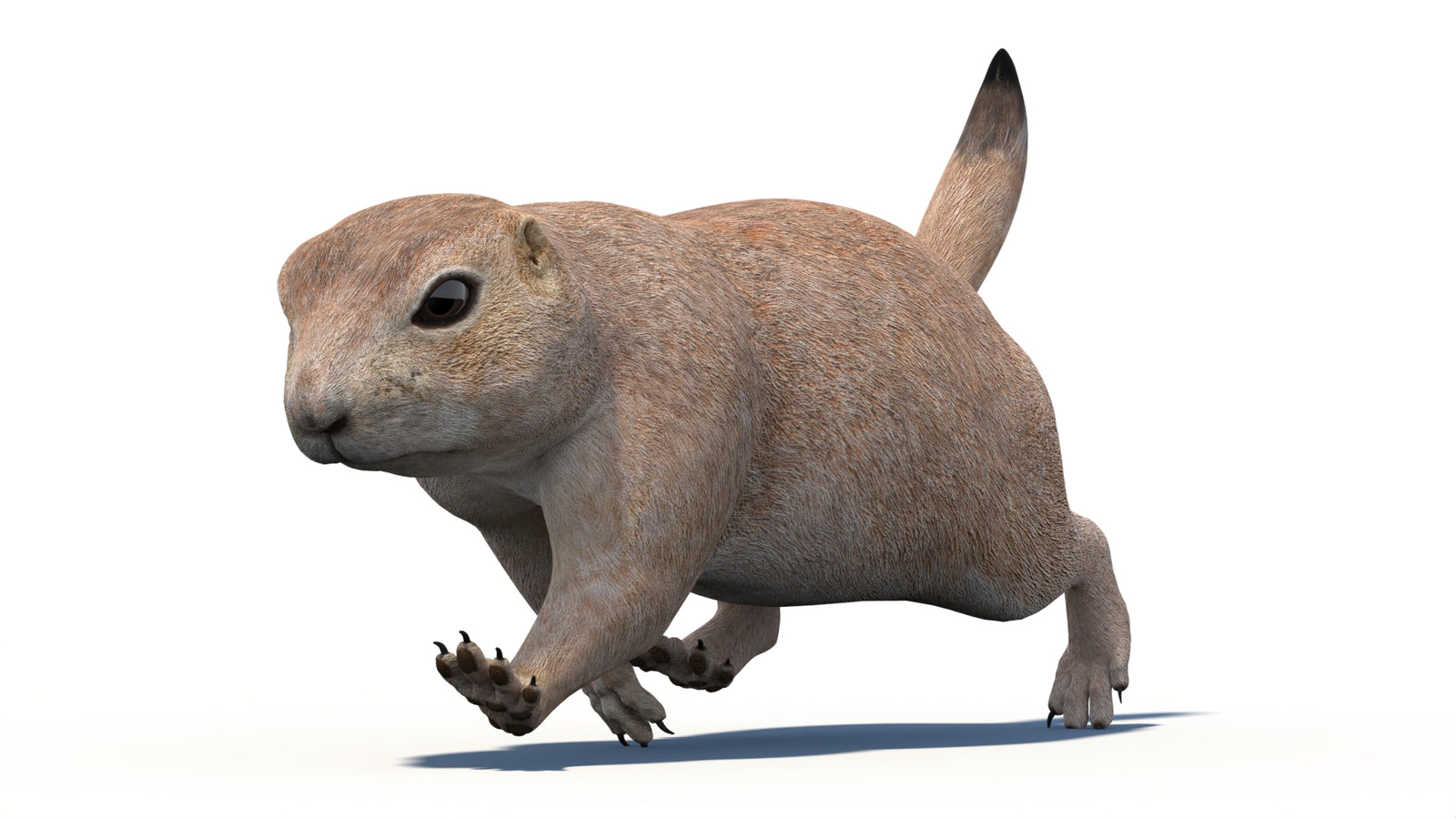 Animated Prairie Dog 3D Model 360° view 4 frame 19