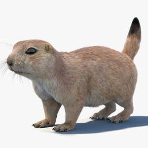 Prairie Dog 3D Model with Fur Thumbnail