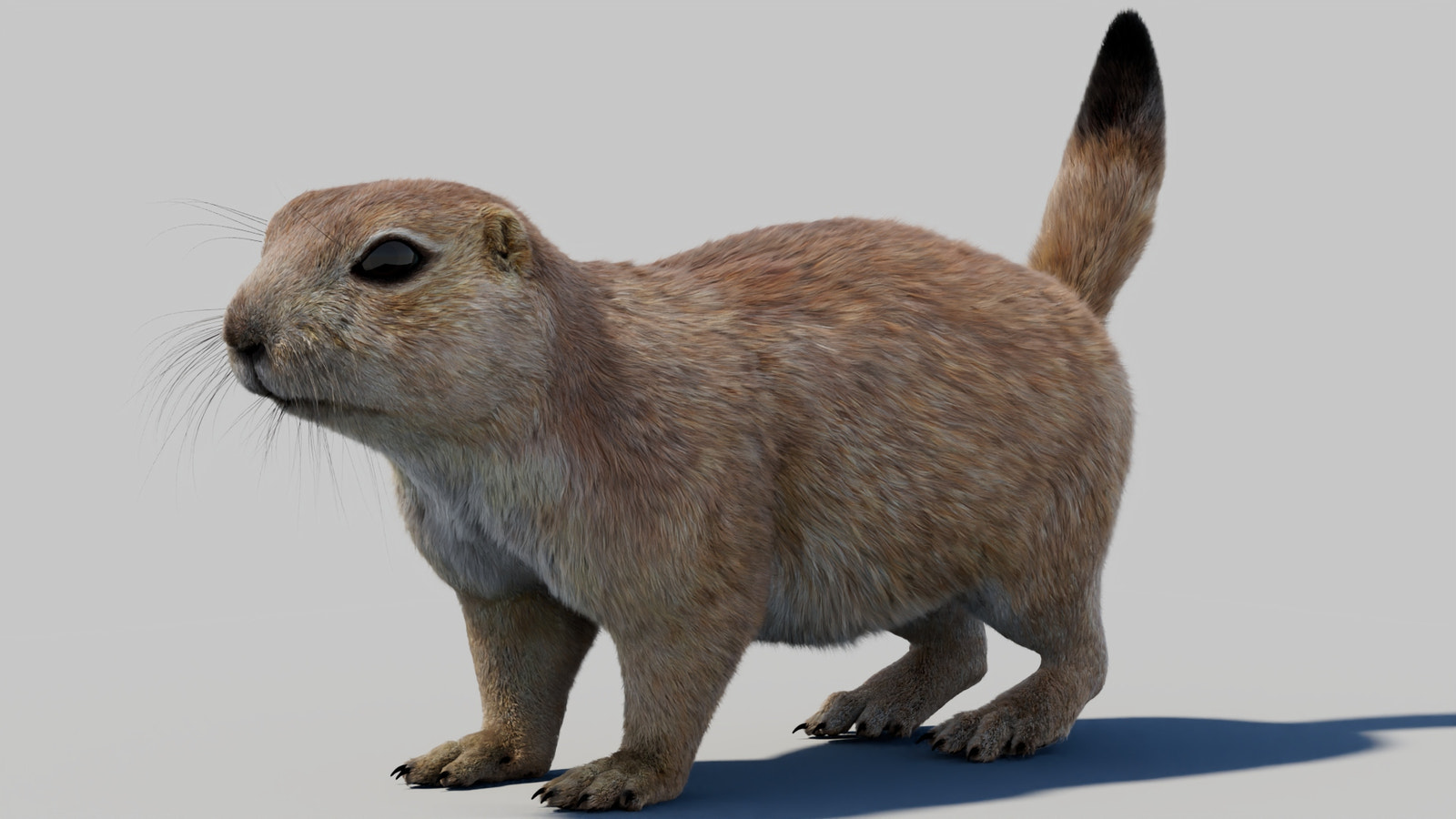 Prairie Dog 3D Model with Fur