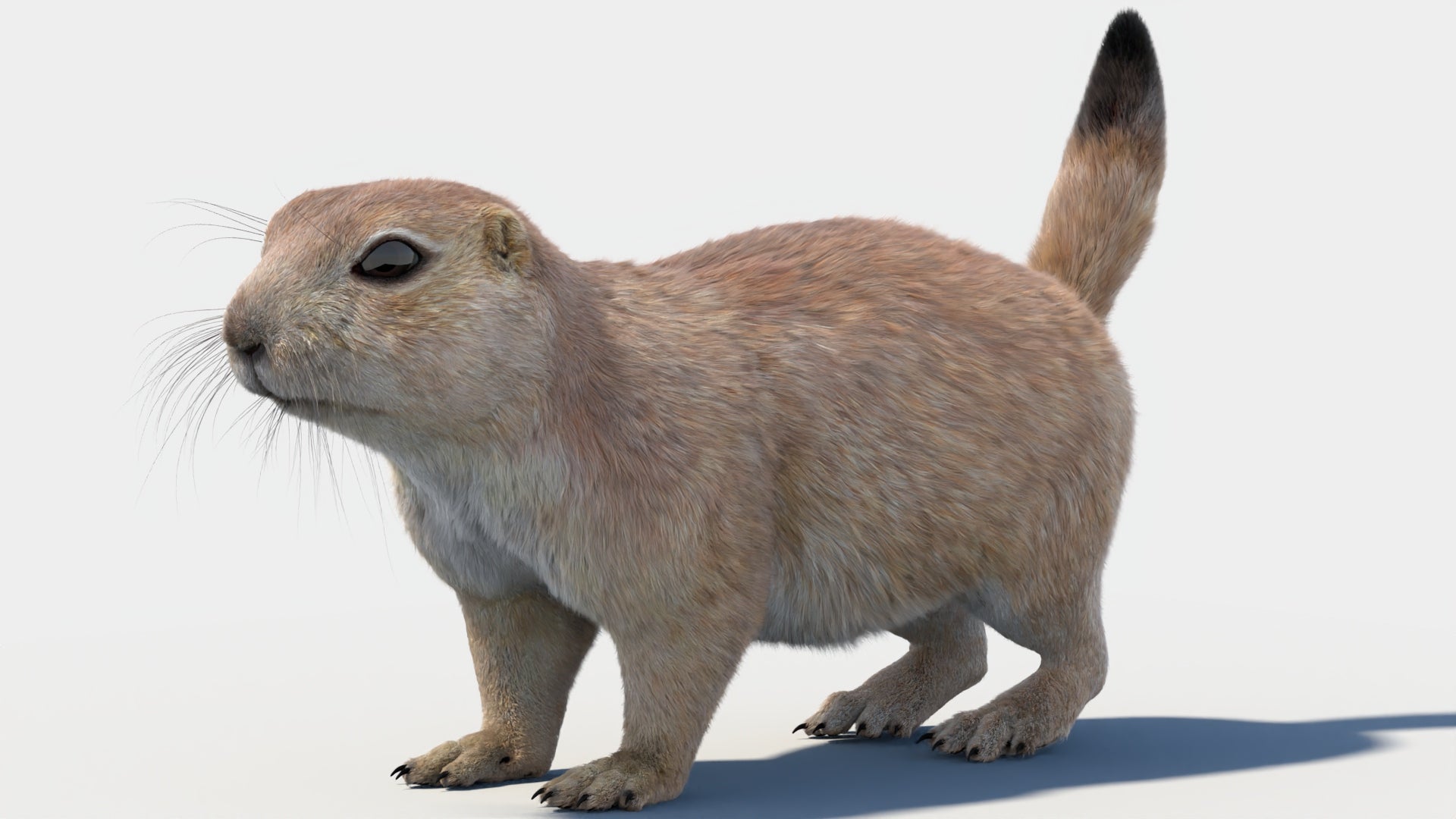 Prairie Dog 3D Model with Fur