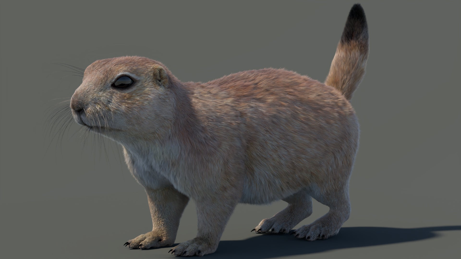 털이 있는 프레리도그 3D 모델