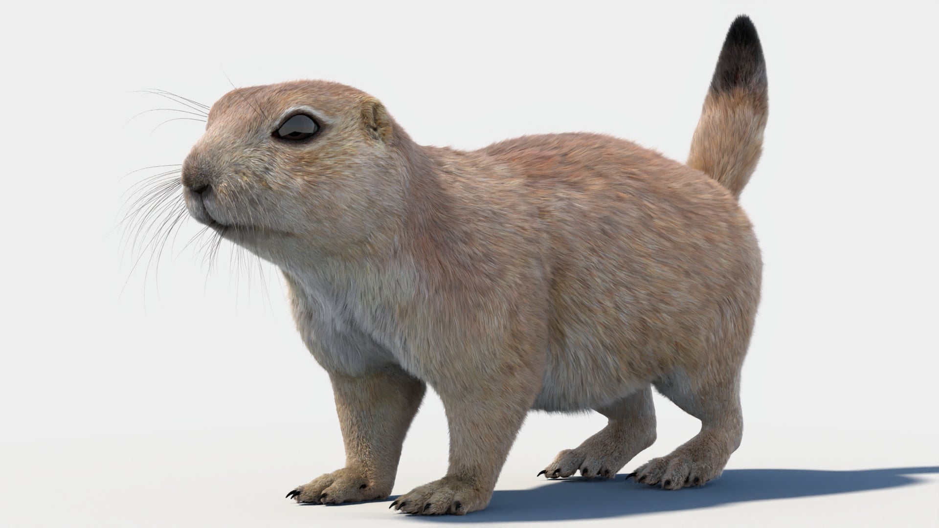 털이 있는 프레리도그 3D 모델