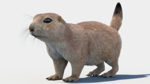 털이 있는 프레리도그 3D 모델 Thumbnail