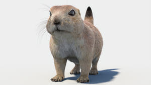 Prairie Dog 3D Model with Fur Thumbnail