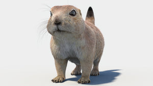 Prairie Dog 3D Model with Fur Thumbnail