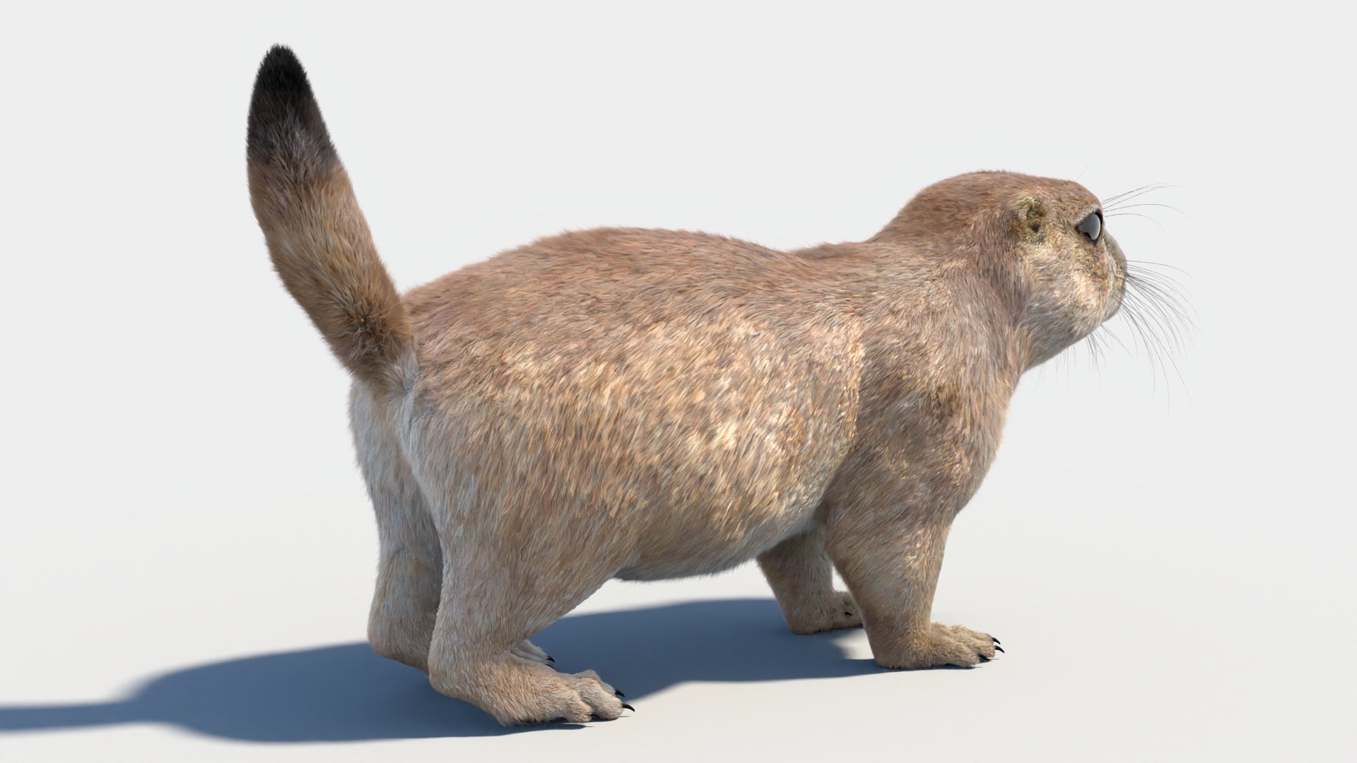 Prairie Dog 3D Model with Fur