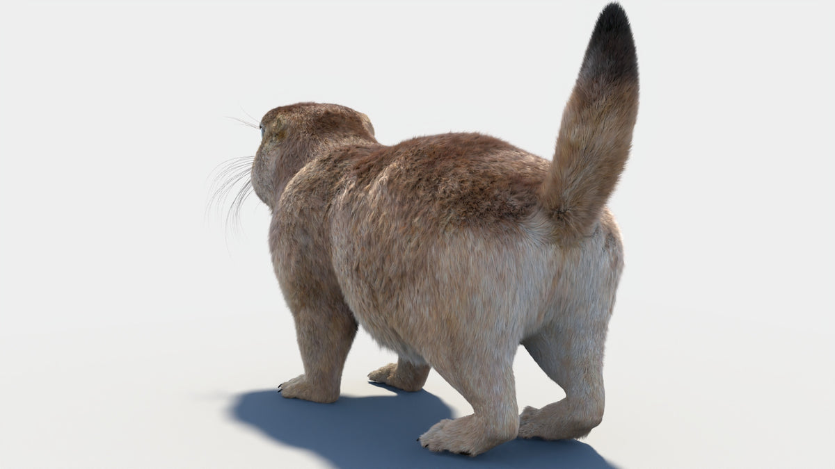 Prairie Dog 3D Model with Fur