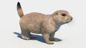 Prairie Dog 3D Model with Fur Thumbnail