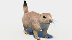털이 있는 프레리도그 3D 모델 Thumbnail