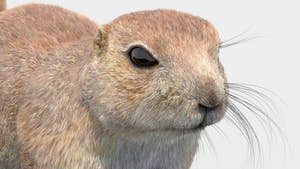 Prairie Dog 3D Model with Fur Thumbnail