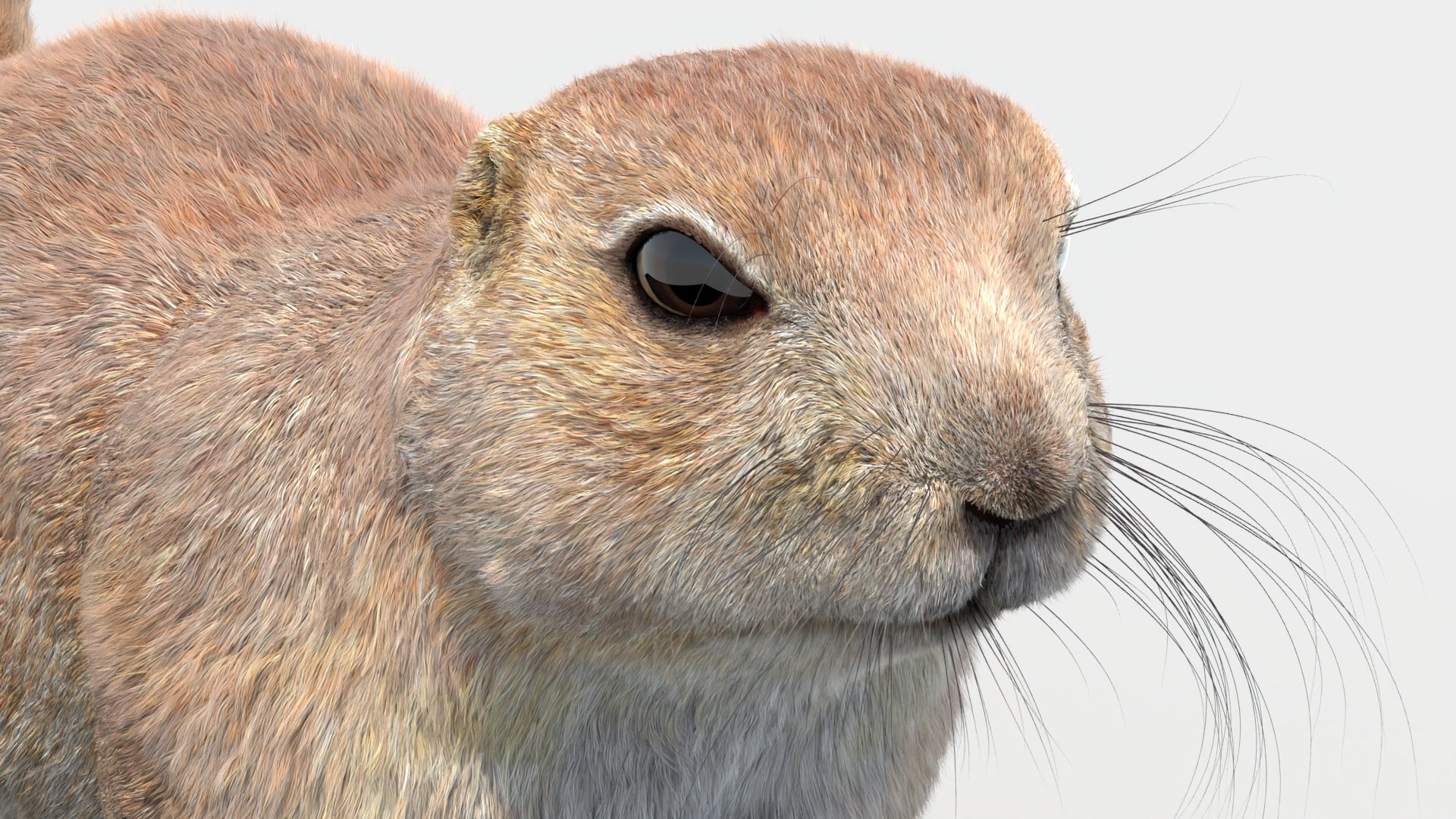 털이 있는 프레리도그 3D 모델