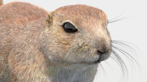 털이 있는 프레리도그 3D 모델 Thumbnail