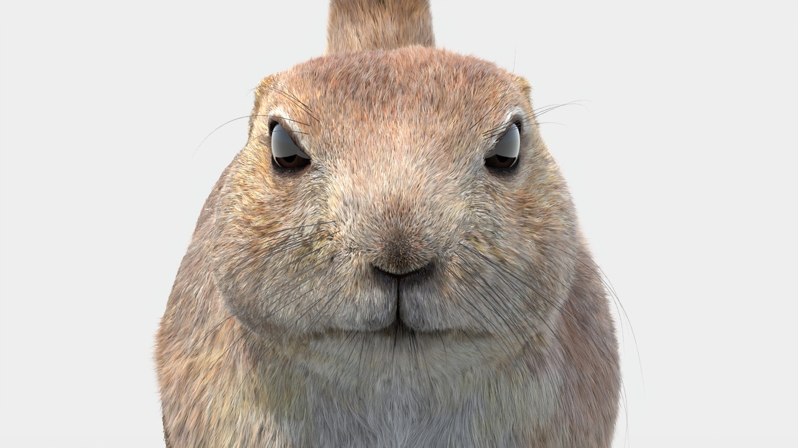 Prairie Dog 3D Model with Fur