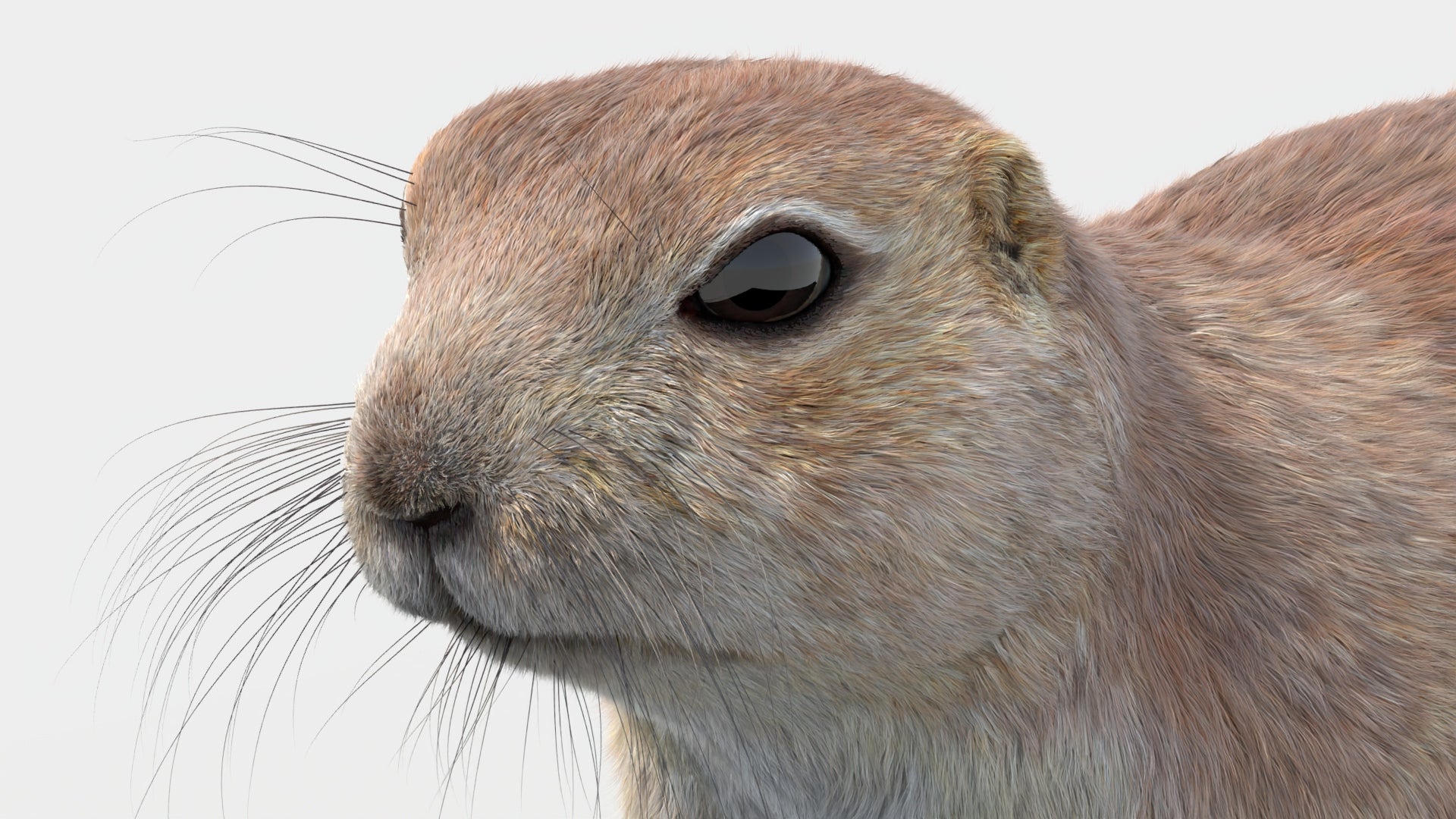 Prairie Dog 3D Model with Fur