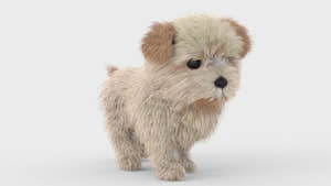 Animated Maltipoo Dog Puppy 3D Model Alpha Hair - Walk Cycle, and 360 View Thumbnail