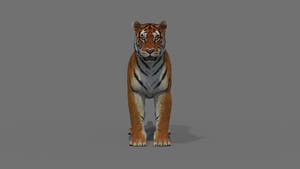 Realistic Tiger 3D Model for Download 360 view Thumbnail