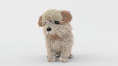 Rigged Maltipoo Dog Puppy Polygonal Fur 3D Model