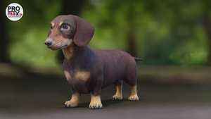 Dachshund Dog 3D Model 4K 360 View Video Thumbnail