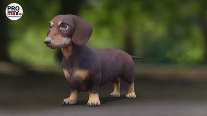 Dachshund Dog 3D Model 4K 360 View Video
