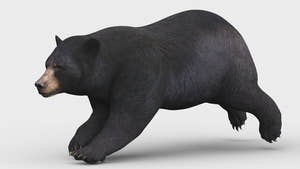 Rigged & Animated Black Bear & Red Wolf Forest Predators 3D Bundle Thumbnail