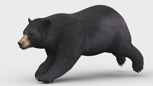 Rigged & Animated Black Bear & Red Wolf 3D Bundle Thumbnail