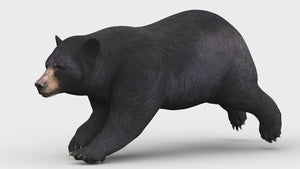 Rigged and Animated Black Bear and Red Wolf Forest Predators 3D Bundle Thumbnail