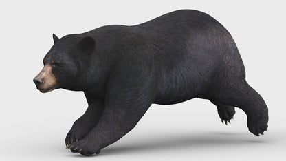 Rigged and Animated Black Bear and Red Wolf Forest Predators 3D Bundle