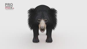 Sloth bear 3D model 360 view video preview Thumbnail