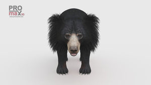 Sloth Bear 3D Model Youtube Video 360 view Thumbnail